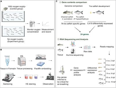 Comparative Transcriptome Analysis During the Seven Developmental Stages of Channel Catfish (Ictalurus punctatus) and Tra Catfish (Pangasianodon hypophthalmus) Provides Novel Insights for Terrestrial Adaptation